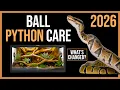 Ball Python Care Guide What You ve Got Wrong