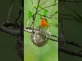 Lagu pleci bird leaves the nest #trending #bird #birds #pleci #plecigacor #anmals #shorts #shortvideo