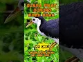 Download Lagu suara pikat ruak ruak terbaik tahun 2024  #racikruakruak #birdtrap  #suararuakruak
