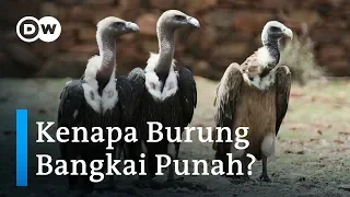 Download Burung Bangkai Terancam Punah MP3