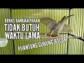 Download Lagu MERAWAT BURUNG PIJANTUNG GUNUNG MUDA HUTAN  agar Lekas Gacor