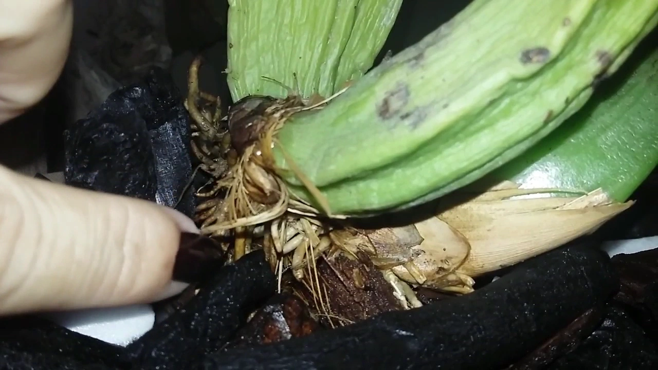 SUBSTRATO PERFEITO PARA ESSE TIPO DE ORQUÍDEA!