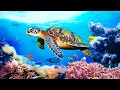 Lagu Relaxing Music to Relieve Stress, Anxiety and Depression • Mind, Body 🐬 Soothing music for nerves