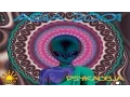Download Lagu Asia 2001 - Anafuzz