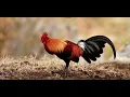 Download Lagu Suab lau qaib qua dib tuaj zoo 1#birds #ไก่ต่อ #ไก่ป่า #chicken #animals #nature #redjunglefowl 