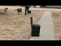 Download Lagu Large Dog Poop Trash Can Outside, 3.2 Gal Metal Dog Waste Trash Can with Lid Outdoor | Amazon Review