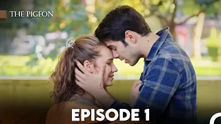 The Pigeon Episode 1 FULL HD  The Pigeon Episode 1 FULL HD