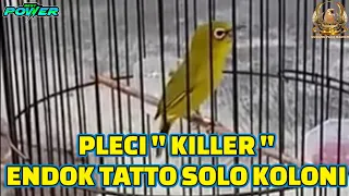 Download Pleci KILLER Endok Tatto SOLO KOLONI MP3