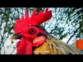Clipe Oficial - Mc Tuto - 2025 (DJ OREIA & 2T) os frango