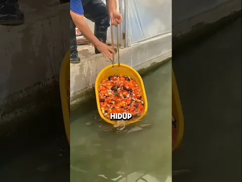 alasan ikan hidup di lepas di selokan jepang #shorts #shortvideo