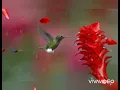 Gaarva song by milind ingale
