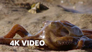 12 Incredible Hunting Scenes 4K U BBC Earth