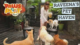 paws u0026 play raveena tandon injured animals rescue u0026 recovery