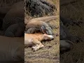 Download Lagu Pony fights to protect its young from deadly Dragon! #wildlife #animals #nature