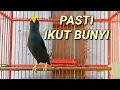 Download Lagu Pancingan jalak rio rio agar bunyi dalam 1menit burung jalak rio rio bahan pasti nyaut
