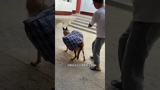                     دندنها