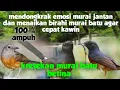 Lagu suara kretekan murai batu betina || mendongkrak birahi dan emosi murai batu jantan agar segera kawin