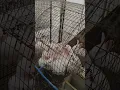 Tamuk Rabbits in New Barn