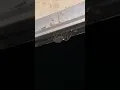 CRAZY HUGE SPIDER HAS BABIES ON ITS BACK