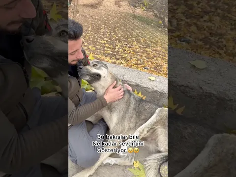 Artık hiçbiri yok maalesef belediye hepsini katleti 🥺😢 #köpek #yavruhayvanlar #cat #kangal
