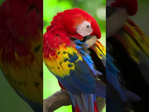 The unreal Colors of the Scarlet Macaw ❤️💛💙 #macaw #birdwatching #peacefulnature