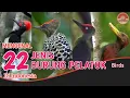 Download Lagu BURUNG PELATUK // 22 JENIS \u0026 DESKRIPSI SINGKAT.