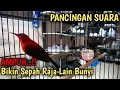 Download Lagu Burung kolibri sepah raja gacor - pancingan sepah raja agar bunyi #1