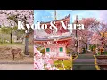 Download Lagu Spring in Kyoto \u0026 Nara| cherry blossom hunting, cafe hopping, Sannenzaka, Nara park | JAPAN VLOG