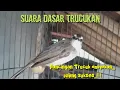 Suara Dasar Trucukan,Pancingan Trucuk Ombyokan paling Sukses