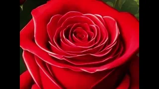 جليله علمتني 