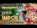 keindahan puluhan jenis Bougenville import