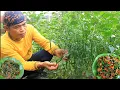 Download Lagu Kikil cabe hijau tumis kangkung darat bumbu tempe belacan **masakan rumahan pedesaan**