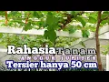Download Lagu RAHASIA Tanam Tersier Hanya 50 CM Anggur Jupiter