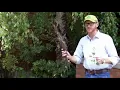 European birch Betula pendula - Plant Identification