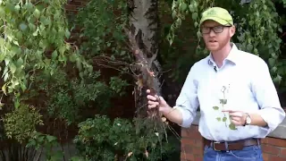European birch Betula pendula - Plant Identification