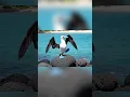 Download Lagu blue bird dancing #dance #shorts #birds