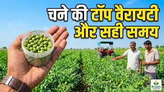 चने की टॉप 🔝3 वैरायटी 2026-27 | अगेती और पछेती बिजाई | सिंचित व असिंचित जमीन के लिए बेस्ट चना बीज 👍