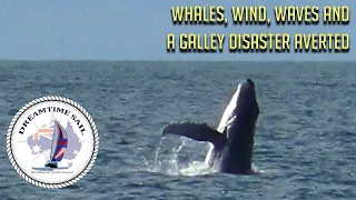 Whales, wind, waves and a galley disaster averted – Sailing Cape Upstart to Magnetic Is – Ep19  2020