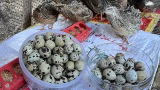 تربية طائر السمان الفر بكل تفاصيله🐣 سواء اكتفاء ذاتي منزلي أو بغرض التجارة🐥🕊️ مشروع مفيد للغاية👌