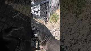 #fyp #dream #pets #doberman #vlog #travel