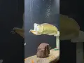 Download Lagu Giant size silver arowana 😱 #shorts