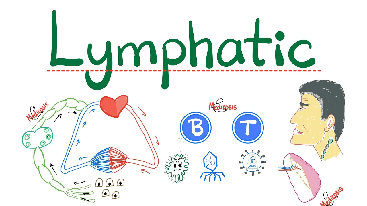 The Lymphatic System, All you need to know.