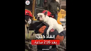 شاهد إنقاذ كلب ظل عالقا تحت الأنقاض لـ9 أيام 