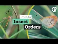 Download Lagu An introduction to Insect Orders