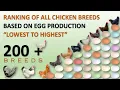 Ranking of All Chicken Breeds Based on Egg Production Eggs Hens Chickens Chicken Eggs