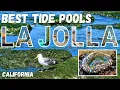 Best La Jolla Tide Pools - San Diego CA