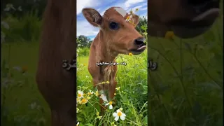 صديقتي العزيزة كيف لا أحبك 