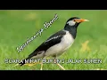 Download Lagu DIJAMIN DATANG \u0026 NYAHUT...!!! SUARA NGEROLLL BURUNG JALAK SUREN COCOK UNTUK MIKAT atau PIKAT