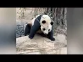Download Lagu 著急的隆仔，把筍筍弄掉到溝里，大良奶爸幫隆仔撈起來，隆仔急的咩咩叫#大熊貓 #panda