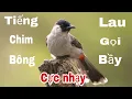 Lagu Tiếng chim bông lau